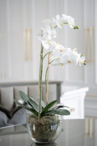 White Orchid Phalaenopsis Plants with Moss in Glass Bowl