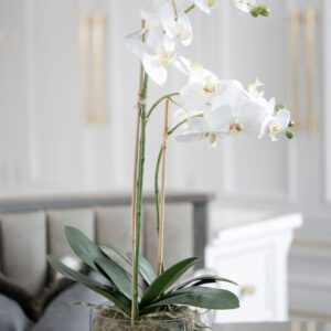 White Orchid Phalaenopsis Plants with Moss in Glass Bowl