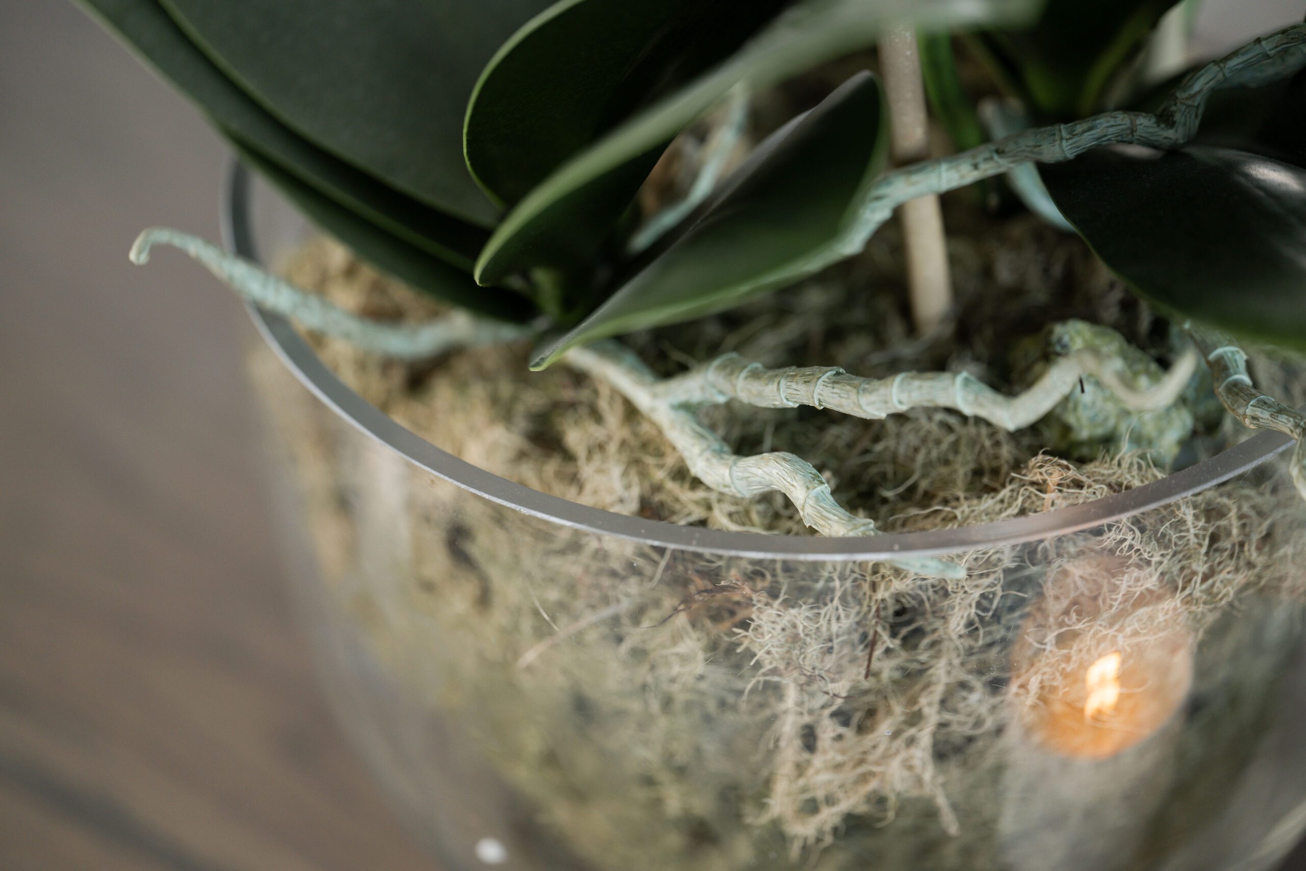 White Orchid Phalaenopsis Plants with Moss in Glass Bowl - Image 3